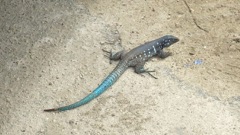Blue Whiptail Lizard (12